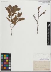 Foto von Salix lapponum L. x Salix silesiaca Willd.